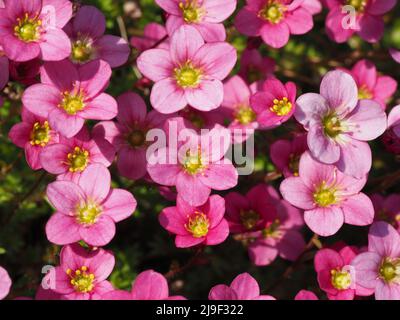 Makroaufnahme der kleinen rosa Blüten von Saxifraga `Silver Cushion` in voller Blüte. Aufgenommen an einem hellen sonnigen Tag Stockfoto
